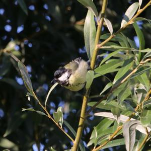 Great Tit