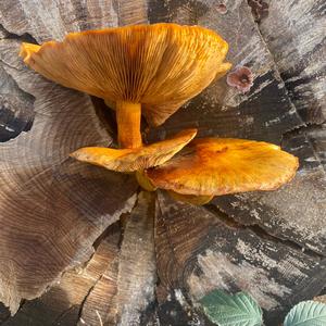 Golden Pholiota