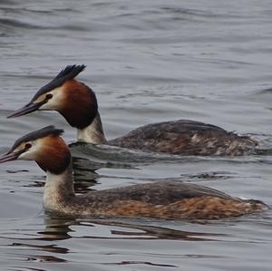 Great Crested Grebe