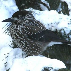 Spotted Nutcracker