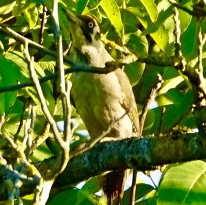 Eurasian Green Woodpecker