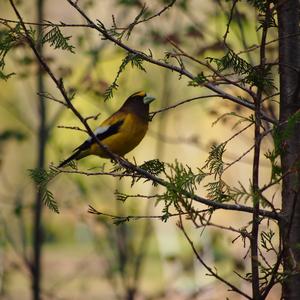 Evening Grosbeak