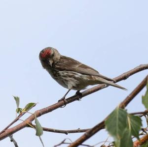 Common Redpoll