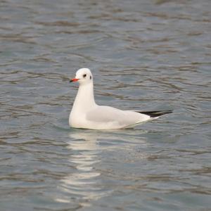 Black-headed Gull