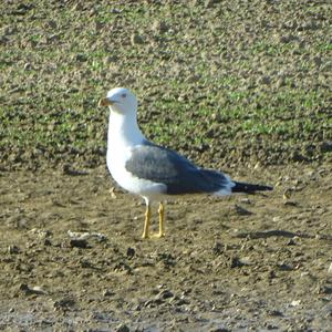 Lesser Black-backed Gull