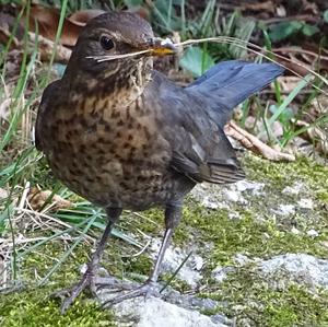 Eurasian Blackbird