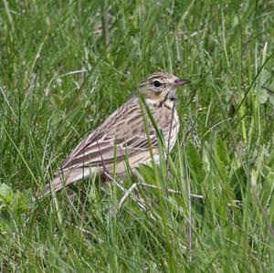 Tree Pipit