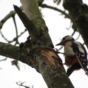 Great Spotted Woodpecker