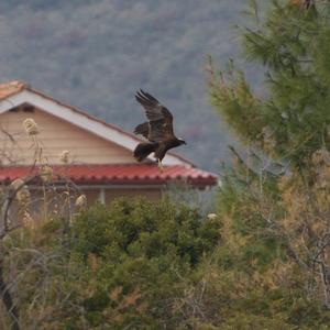 Western Marsh-harrier