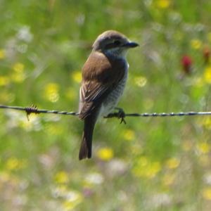 Red-backed Shrike