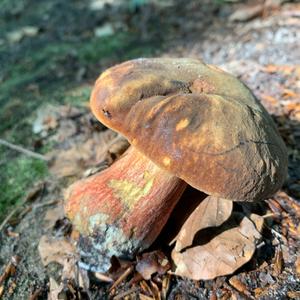 Dotted-stem Bolete