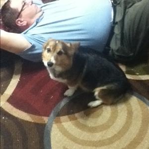 Welsh Corgi (Pembroke)