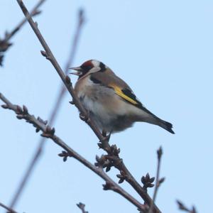 European Goldfinch