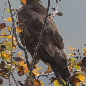 Common Buzzard