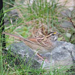 White-throated Sparrow