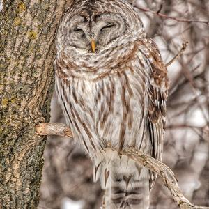 Barred Owl