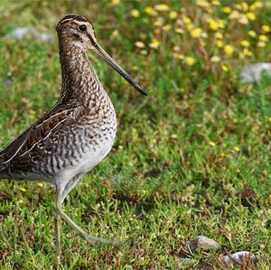 Common Snipe