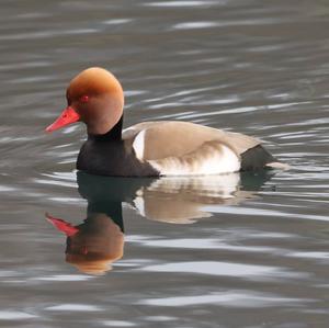 Red-crested Pochard