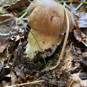 Summer Bolete