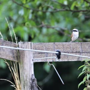 Red-backed Shrike