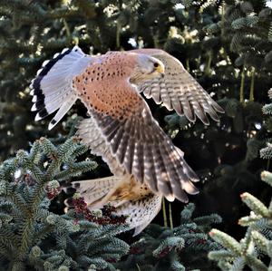 Common Kestrel