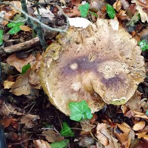 Summer Bolete