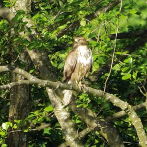 Mäusebussard