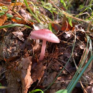 Pink Mycena