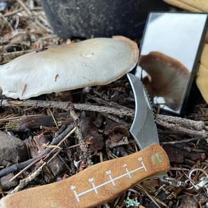 Fat-footed Clitocybe