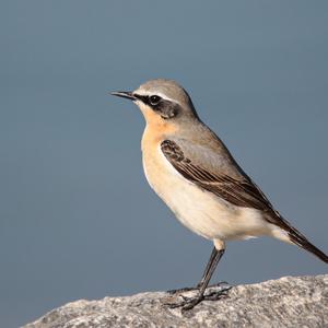 Northern Wheatear