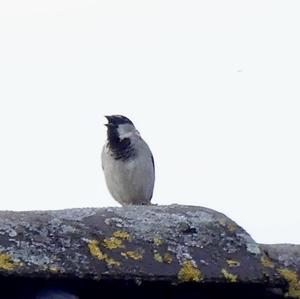 House Sparrow