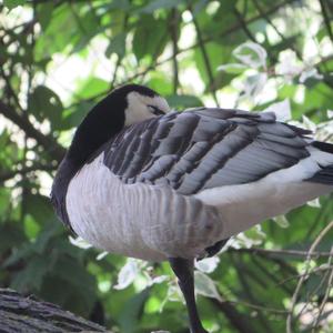 Barnacle Goose