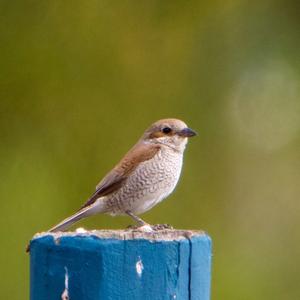 Red-backed Shrike