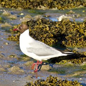 Black-headed Gull