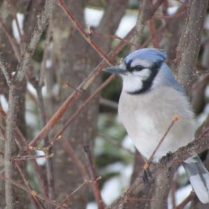 Blue Jay