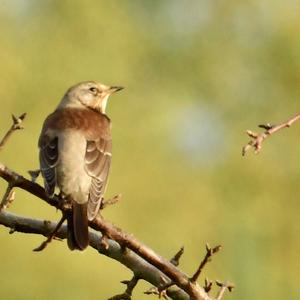 Fieldfare