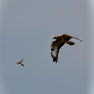 Common Buzzard