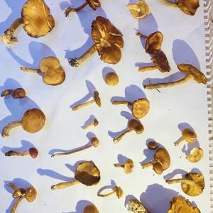 Bluing Psilocybe