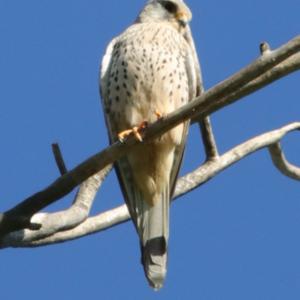 Common Kestrel