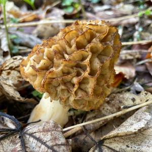 Yellow Morel