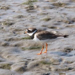 Common Ringed Plover