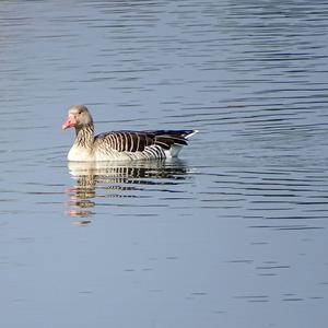 Greylag Goose