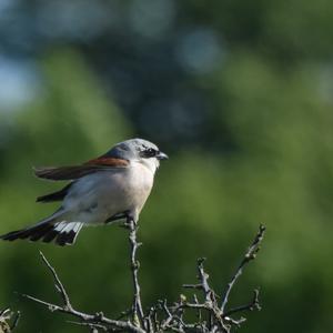 Red-backed Shrike