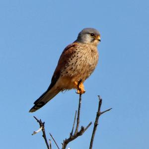 Common Kestrel