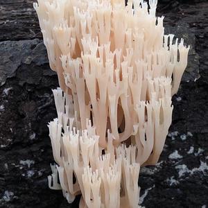 Straight-branched Coral