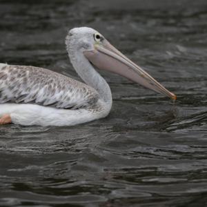 Pink-backed Pelican