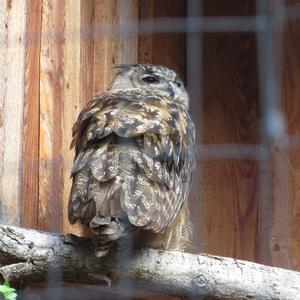 Eurasian Eagle-owl