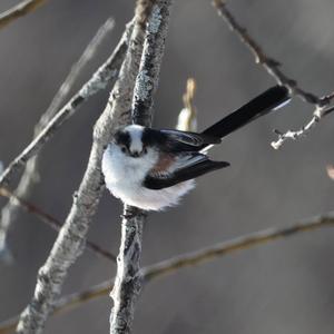 Long-tailed Tit