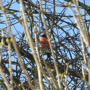 Eurasian Bullfinch