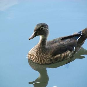 Wood Duck